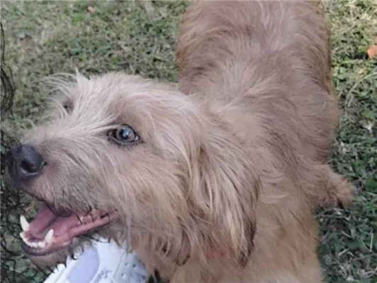 Cachorro cão para adoção Macho Médio  3 anos 