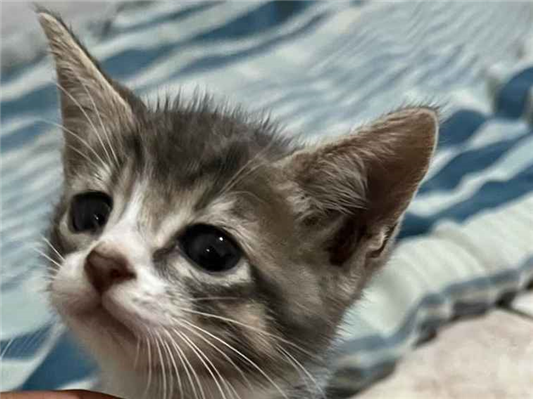 Gato para adoção Macho Pequeno 2 a 6 meses