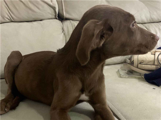 Cachorro cão para adoção Fêmea Médio  2 a 6 meses 