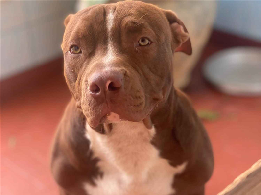Cachorro cão para adoção Macho Médio  2 anos 