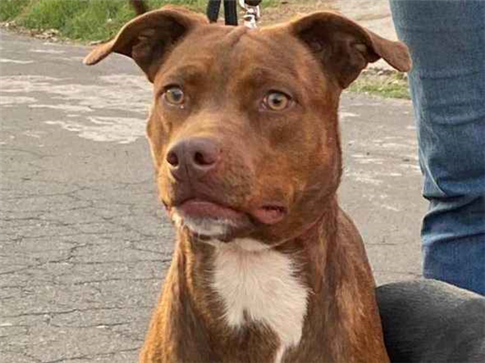 Cachorro cão para adoção Fêmea Grande 1 ano 
