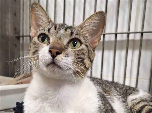 Gato para adoção Fêmea Pequeno 1 ano