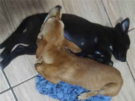 Cachorro cão para adoção Fêmea Médio  7 a 11 meses 