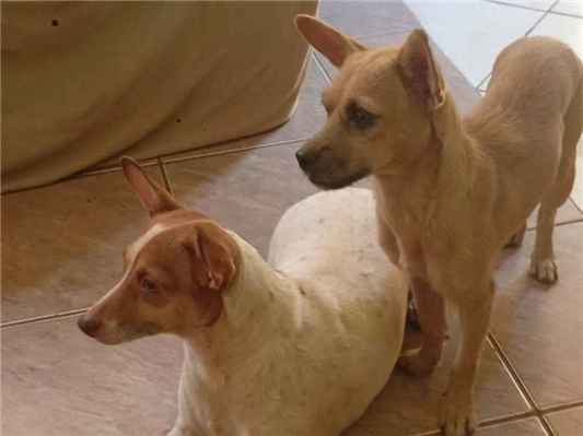Cachorro cão para adoção Fêmea Pequeno 2 anos 