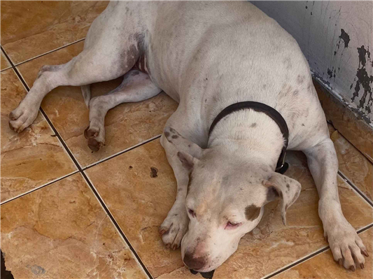 Cachorro cão para adoção Fêmea Grande 5 anos 
