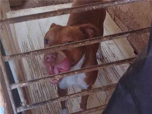 Cachorro cão para adoção Fêmea Médio  4 anos 