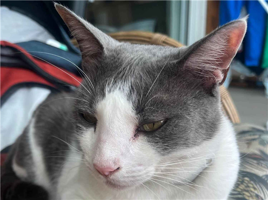Gato para adoção Macho Médio 6 anos Acima