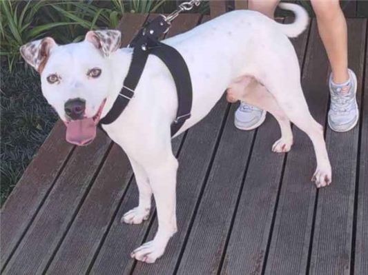 Cachorro cão para adoção Macho Médio  3 anos 