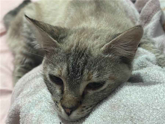 Gato para adoção Fêmea Pequeno 2 a 6 meses