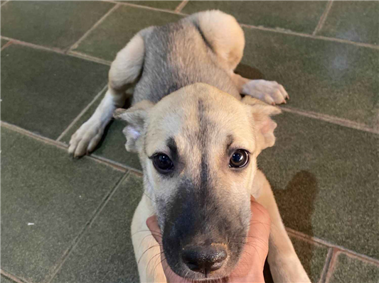 Cachorro cão para adoção Fêmea Médio  2 a 6 meses 