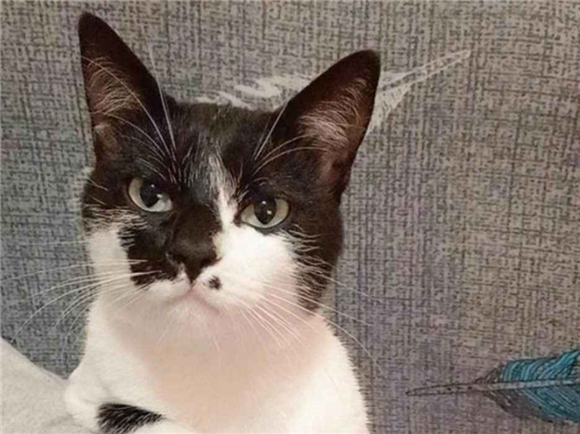 Gato para adoção Ambos Médio 3 anos