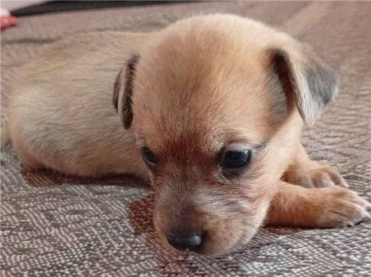 Cachorro cão para adoção Ambos Médio  Abaixo de 2 meses 