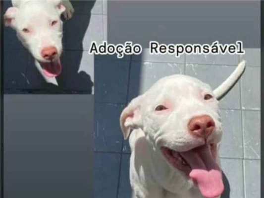 Cachorro cão para adoção Fêmea Grande 2 a 6 meses 