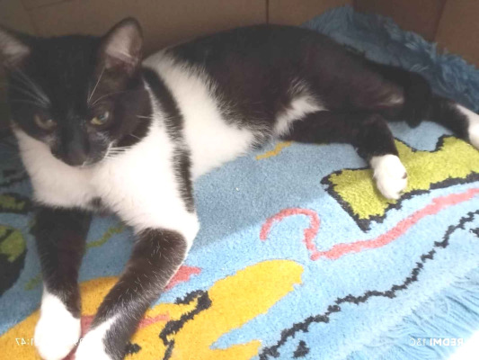 Gato para adoção Macho Médio 2 a 6 meses