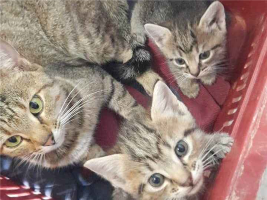 Gato para adoção Fêmea Pequeno Abaixo de 2 meses