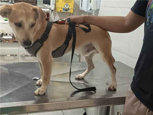 Cachorro cão para adoção Macho Pequeno 3 anos 