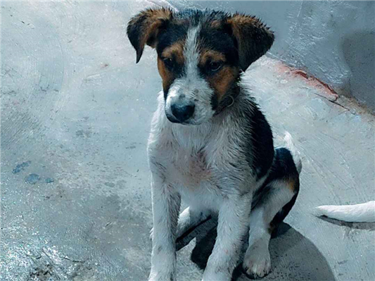 Cachorro cão para adoção Macho Médio  2 a 6 meses 