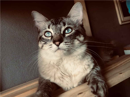 Gato para adoção Macho Médio 1 ano