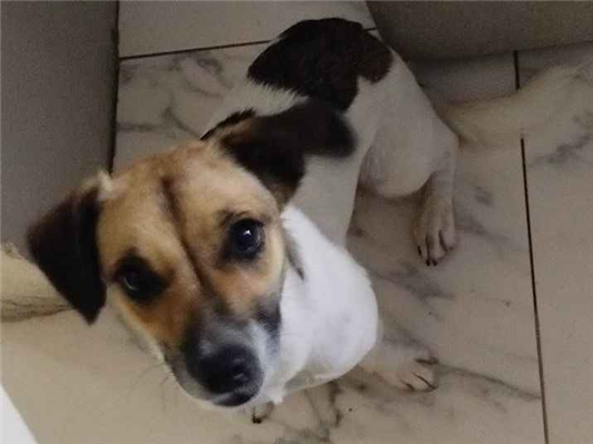 Cachorro cão para adoção Fêmea Pequeno 7 a 11 meses 