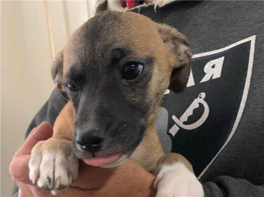 Cachorro cão para adoção Macho Pequeno 2 a 6 meses 