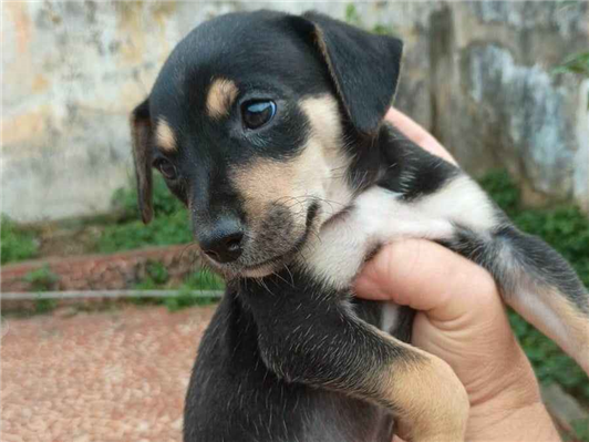 Cachorro cão para adoção Ambos Pequeno Abaixo de 2 meses 