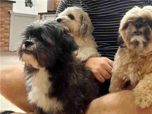 Cachorro cão para adoção Fêmea Pequeno 6 anos Acima 