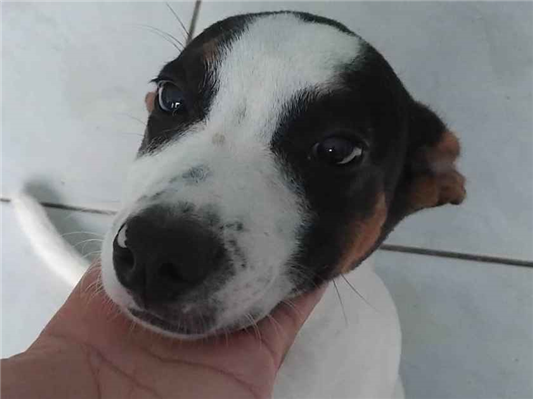 Cachorro cão para adoção Macho Médio  7 a 11 meses 