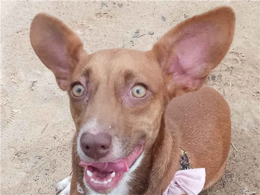 Cachorro cão para adoção Fêmea Médio  7 a 11 meses 