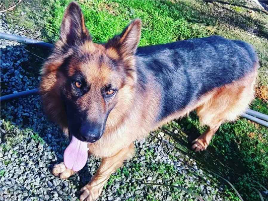 Cachorro cão para adoção Macho Grande 6 anos Acima 
