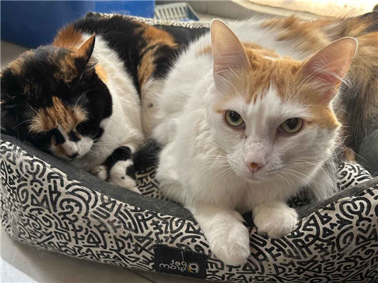 Gato para adoção Ambos Médio 5 anos