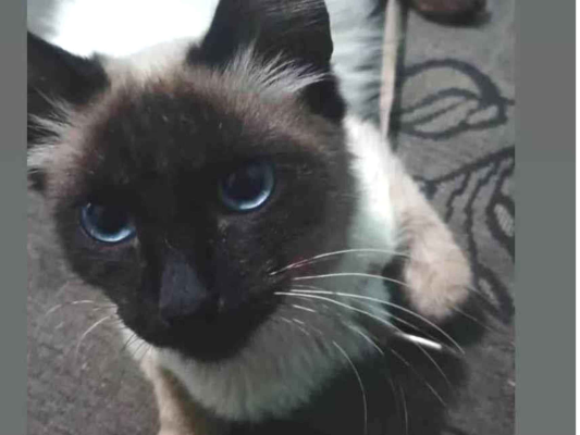 Gato para adoção Macho Médio 7 a 11 meses