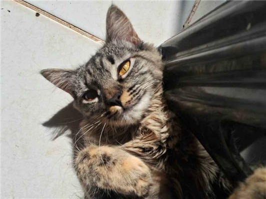 Gato Procura-Perdido Fêmea Médio 1 ano 