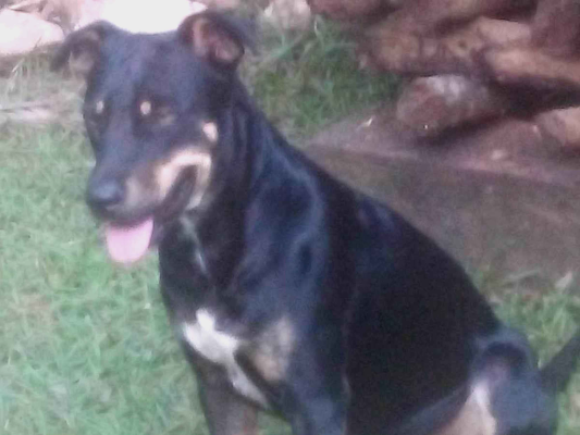 Cachorro cão para adoção Macho Médio  4 anos 