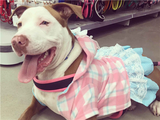 Cachorro cão para adoção Fêmea Médio  6 anos Acima 