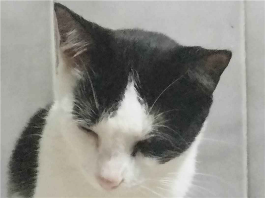 Gato para adoção Macho Médio 3 anos