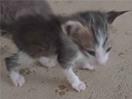 Gato - Fêmea Médio2 a 6 meses