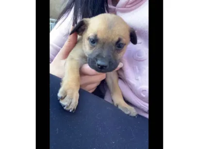 Cao SRD-ViraLata Medio Abaixo-de-2-meses