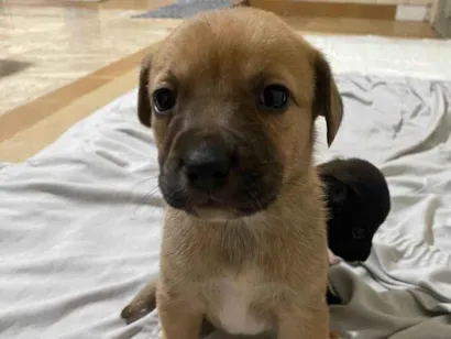 Cao SRD-ViraLata Medio Abaixo-de-2-meses