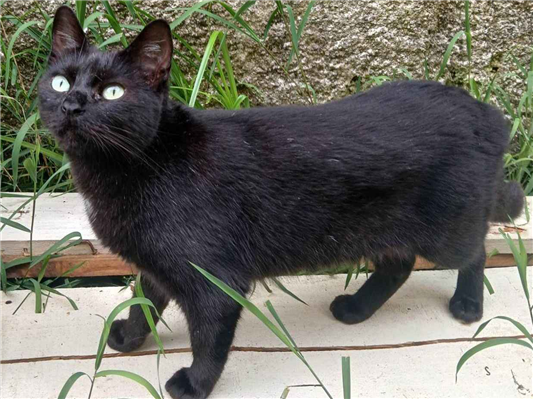 Gato para adoção Ambos Médio 4 anos