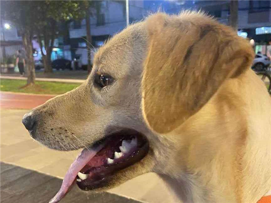 Cachorro cão para adoção Fêmea Grande 2 anos 