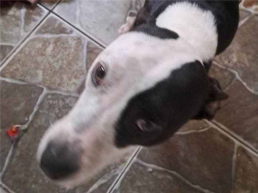 Cachorro cão para adoção Fêmea Médio  1 ano 