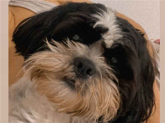 Cachorro cão para adoção Macho Pequeno 1 ano 