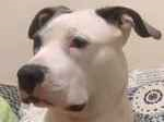 Cachorro cão para adoção Fêmea Médio  3 anos 