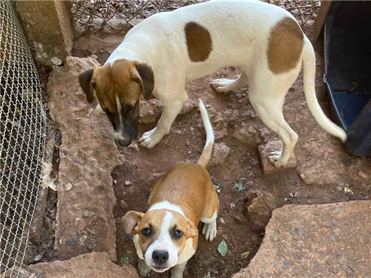 Cachorro cão para adoção Fêmea Médio  2 a 6 meses 