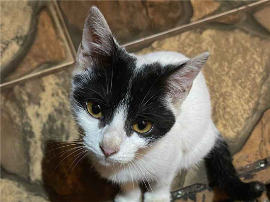 Gato para adoção Ambos Médio 7 a 11 meses