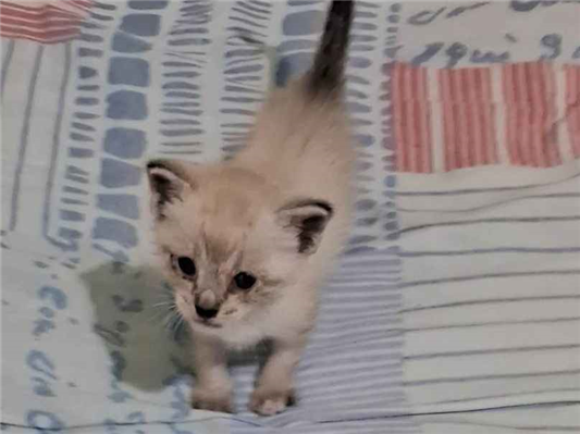 Cachorro cão para adoção Fêmea Pequeno 2 a 6 meses 