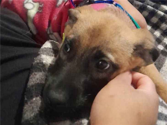 Cachorro cão para adoção Fêmea Médio  2 a 6 meses 