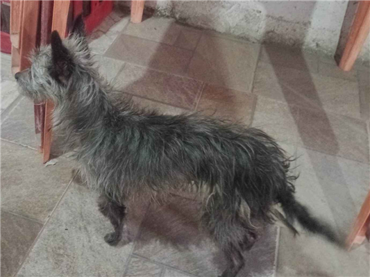 Cachorro cão para adoção Fêmea Pequeno 4 anos 