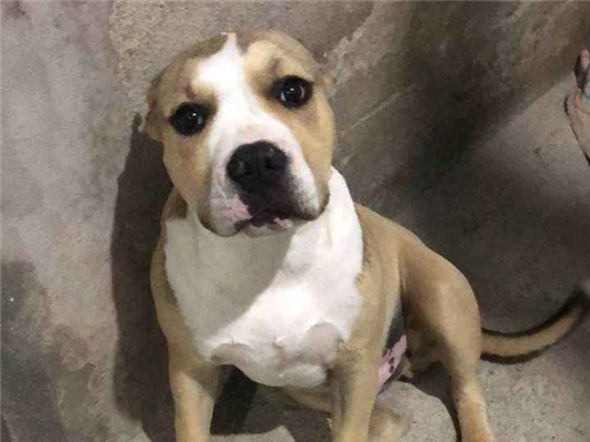 Cachorro cão para adoção Macho Grande 1 ano 