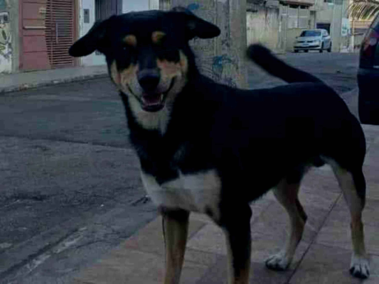 Cachorro cão para adoção Macho Médio  6 anos Acima 